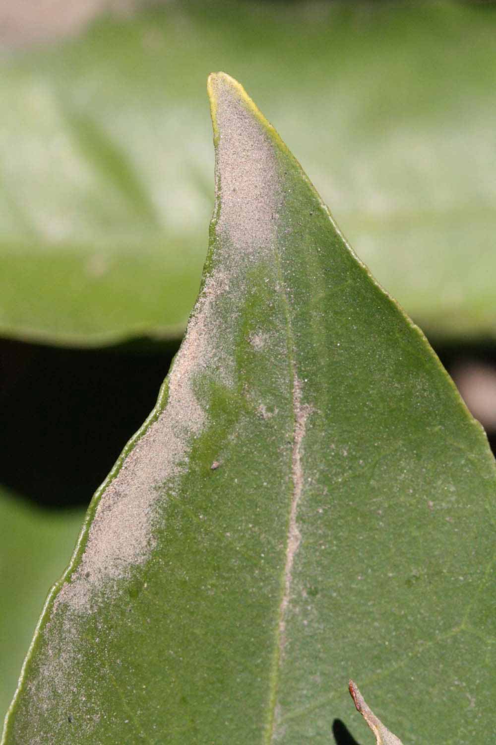              Margin (Riverside, CA)       